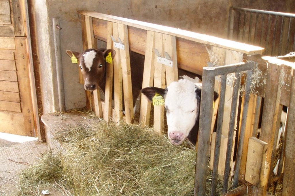 Urlaub am Bauernhof in Radstadt, Salzburger Land